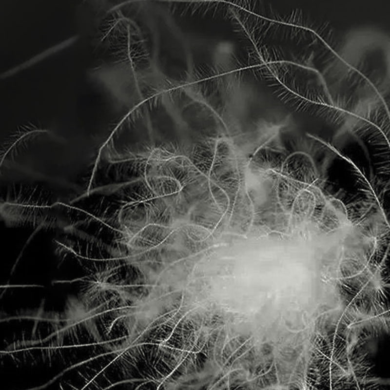 80% Gray Duck Down 80% Gray Duck Down